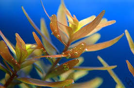 Image result for Rotala tenella