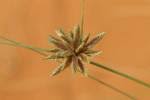 Image result for Cyperus chersinus