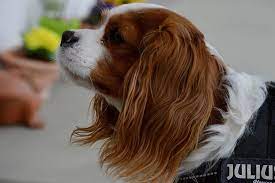 Maybe you would like to learn more about one of these? Cavalier King Charles Spaniel Tierisch Verliebt De