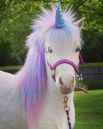 Top 25 Fantastical Unicorn Gifts Cute Animals Cute Baby Animals Unicorn Pictures
