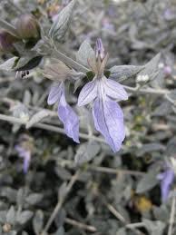 Image result for Teucrium