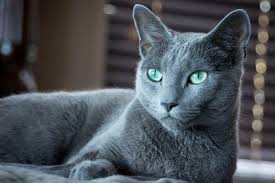 10 Draga Es Felettebb Ritka Macskafajta Bidista Com A Tipplista Russian Blue Cat Russian Blue Russian Cat