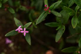 Image result for Otiophora