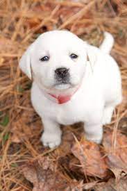 A $300 deposit is due once pups are born to hold a puppy for you. Most Up To Date No Cost Labrador Retriever Dog Ideas Lab Puppies White Labrador Retriever Cute Cats And Dogs