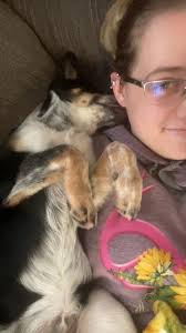 Australian Cattle Dog Cuddling Nature
