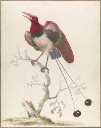 Bird Of Paradise Drawing Funny Rembrandt S World Dutch Drawings From The Clement C Moore Collection Bird Illustration Bird Art Birds Of Paradise