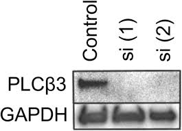 Check spelling or type a new query. Lysophosphatidic Acid Provokes Fibroblast Chemotaxis Through Combinatorial Regulation Of Myosin Ii Biorxiv