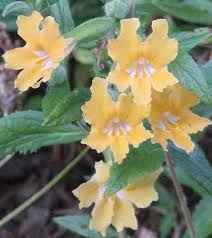 California native shrub yellow flowers. California Plants That Like Part Shade