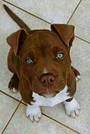 Tiger Stripe Black And Brown Pitbull 