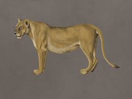 Sia le femmine che i leoni maschi hanno un colore simile, essendo un colore dorato / marrone chiaro. Artstation Lioness Anatomy Study Cristina Adam