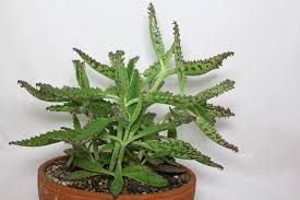 Image result for Kalanchoe daigremontiana