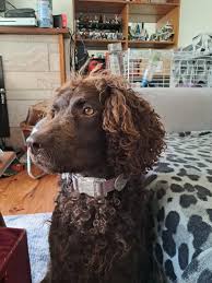 Image result for curly coated retrívr