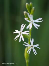 Image result for Silene