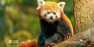 Saving animals indonesia a general overview: Garuda Indonesia On Twitter Adriy Six Right Answer The Cute Animals In Our Timeline Is Red Panda Thank You For Your Answer Lea