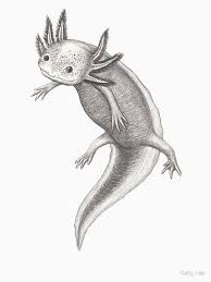 Start with a 'u' shape at a small angle. Floating Axolotl Essential T Shirt By Katy Lee In 2021 Animal Drawings Axolotl Axolotl Art