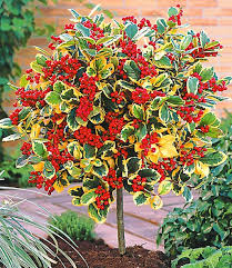 Ilex Stammchen Golden King Zierstammchen Bei Baldur Garten Pflanzen Blumen Pflanzen Farn Zimmerpflanze