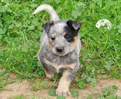 There's much to see here. Queensland Heeler Puppy Dogs For Sale In Ventura County Southern California Adorable Heeler Puppies Austrailian Cattle Dog Heeler