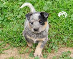 We have 2 males and 1 female available the in the middle of july. Queensland Heeler Puppy Dogs For Sale In Ventura County Southern California Adorable Heeler Puppies Austrailian Cattle Dog Heeler