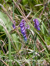 Image result for Vahliaceae