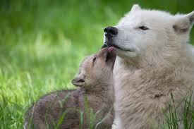 Lies in the grass, looking at the camera. Arctic Wolf Pups Born At Knuthenborg Safaripark Zooborns