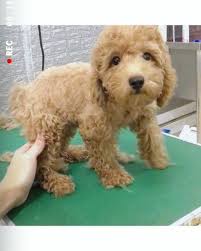 dogdogs xyz is for sale puppies puppy play puppy classes