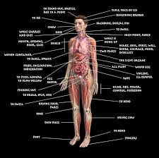 Human Body Chart With Names Humans Body Parts Name Parts Of