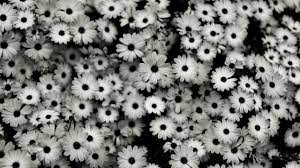 Find the best cool black and white background on getwallpapers. Black And White Tumblr Whatsapp Wallpaper Novocom Top