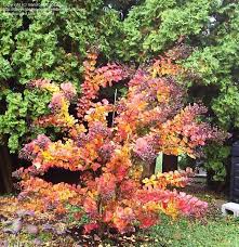 When do crepe myrtles leaf out? Pink Velour Crape Myrtle In October 2010 Its Third Autumn In The Backyard Displaying Great Autumn Colors Crape Myrtle Privacy Landscaping Lagerstroemia
