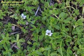 Image result for Bacopa monnieri