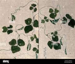 Image result for Indigofera brachynema