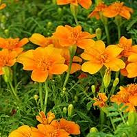 By feeding on young trees, deer can. Deer Resistant Plants Graceful Gardens