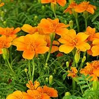 They are one of the most interesting flowers. Deer Resistant Plants Graceful Gardens