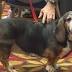 Animal advocates meet, network at inaugural conference in Lexington