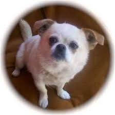 Search a wide range of information from across the web with theresultsengine.com Albuquerque Nm Pekingese Meet Miss Piggy A Pet For Adoption