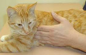Breast cancer is the uncontrolled growth of abnormal mammary gland (breast) cells. Breast Cancer In Dogs Cats Long Beach Animal Hospital