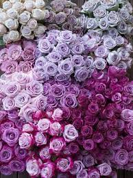 A wide spectrum of blues and violets creates a stunning hair color that can be worn by women with all types of base shades. Pin By Lab Labstyle On Flower Purple Roses Beautiful Flowers Purple Flowers