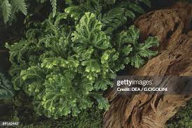 Image result for Selaginellaceae