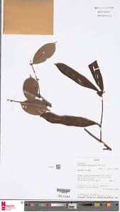 Image result for Millettia lasiantha