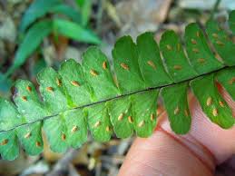 Image result for Asplenium normale