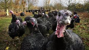 Find 1 listings related to restaurants open thanksgiving in westminster on yp.com. Restaurants Open On Thanksgiving 2017 Here S Who Is Serving Dinner