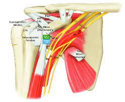 These tendinous insertions along with the articular capsule subscapular bursa is located between the subscapularis tendon and the scapula. Illustration Of The Relevant Measured Neurovascular Structures In The Download Scientific Diagram