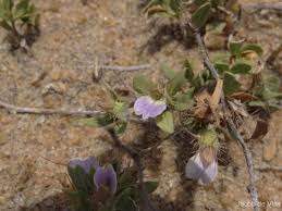 Image result for Blepharis integrifolia