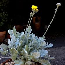 Image result for Centaurea ragusina