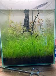 🌱Dwarf Hairgrass Care Guide: Dense Carpet In 4 Weeks | Aquanswers