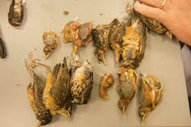 Pictures of baby robins at different ages. The Value Of Specimens Of All Ages Field Museum