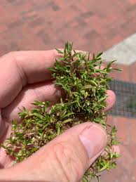 Image result for Oldenlandia capensis