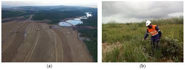 Image result for Sporobolus myrianthus