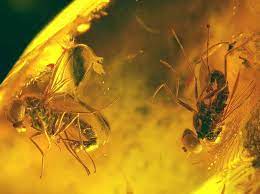 Pin De Old Sailor En Fossils Insects In Baltic Amber Fosiles Insectos Ambar Baltico
