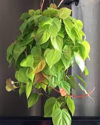 Sering kali disiarkan di rtm sekitar. 7 Tanaman Hias Beracun Jangan Tertipu Keindahannya Popmama Com