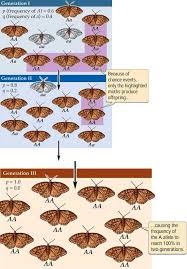 Pin By Joseph Harris On Evolution Genetic Drift Study Biology Fun Science
